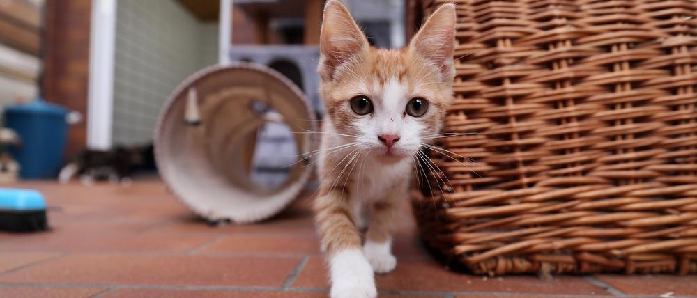 Potsdam, 28.07.2022 / Lokales / Tierheim, Tierrettung, Schwielowsee / Geltow, Katzen, Jungkatzen, Katzenbays, Foto: Ottmar Winter PNN ACHTUNG: Foto ist ausschlie§lich fr redaktionelle Berichterstattung der PNN und des TGSP! Eine kommerzielle Nutzung, z.B. Werbung, ist ausgeschlossen. Die Weitergabe an nicht autorisierte Dritte, insbesondere eine weitergehende Vermarktung ber Bilddatenbanken, ist unzulssig.