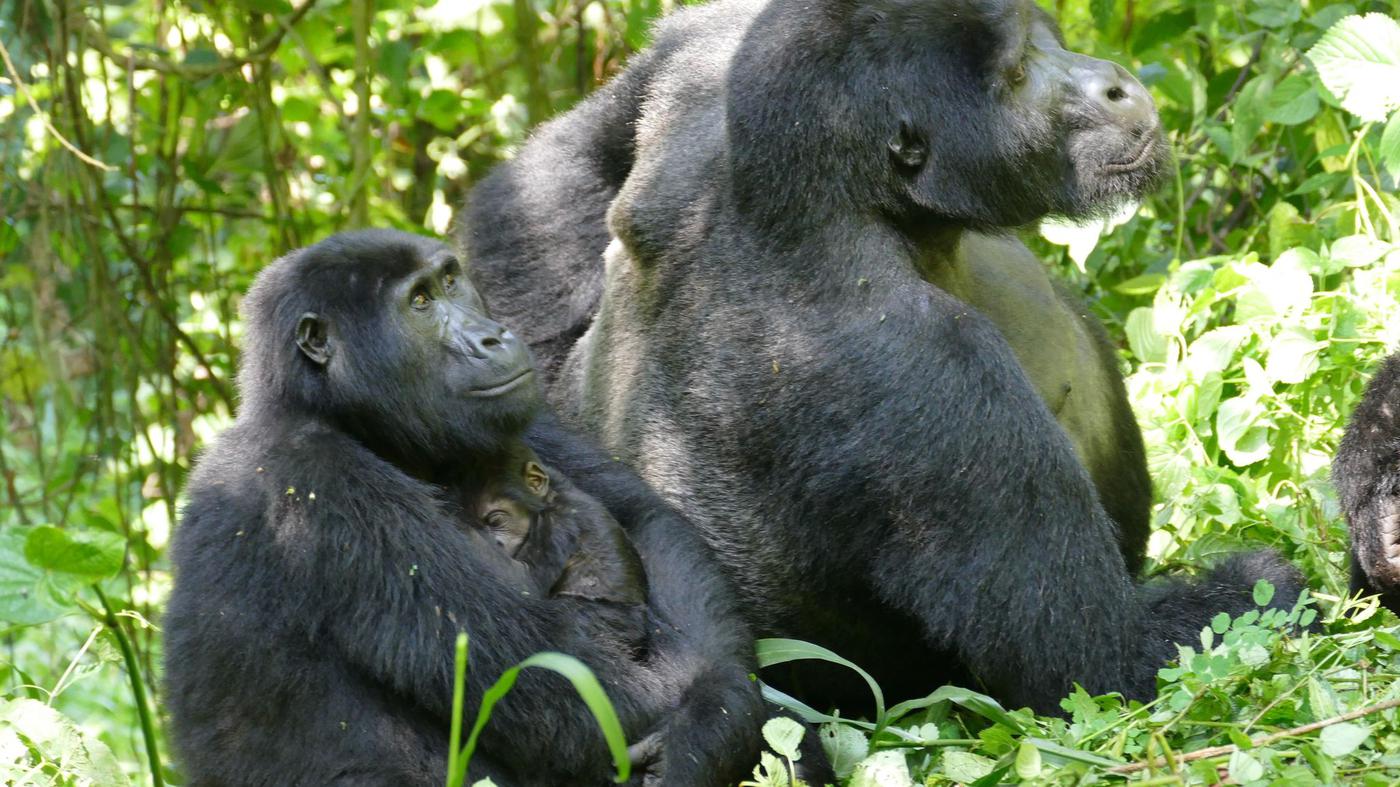 Studie-zu-Berggorillas-Warum-Gorilla-Weibchen-lange-nach-letzter-Geburt-weiterleben