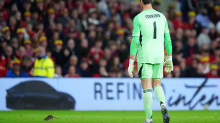 Fängt lieber Bälle: Belgiens Torwart Thibaut Courtois.