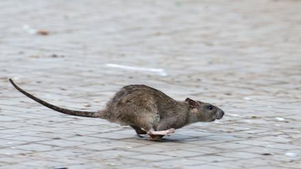 Viele tausend Meldungen zu Ratten gehen jedes Jahr bei den Berliner Bezirken ein. (Archivbild)