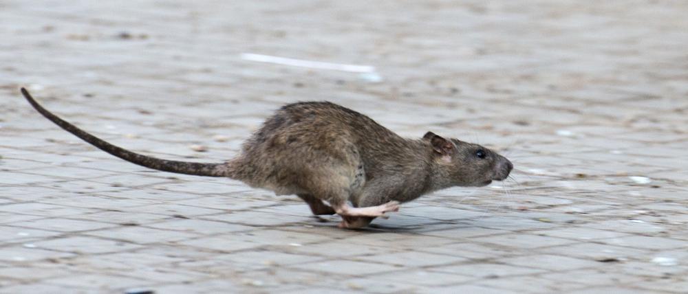 Viele tausend Meldungen zu Ratten gehen jedes Jahr bei den Berliner Bezirken ein. (Archivbild)