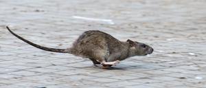 Viele tausend Meldungen zu Ratten gehen jedes Jahr bei den Berliner Bezirken ein. (Archivbild)