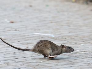 Viele tausend Meldungen zu Ratten gehen jedes Jahr bei den Berliner Bezirken ein. (Archivbild)
