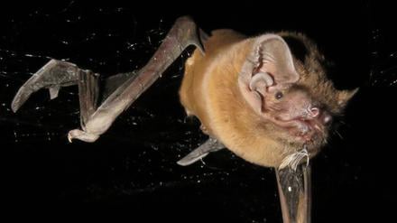 Eine große Fledermaus mit Sperlingsfeder und Blut im Maul. 