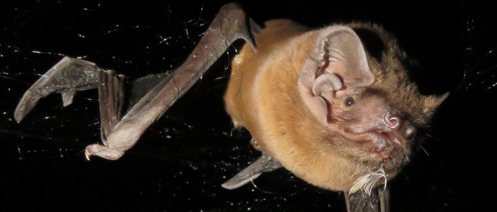 Eine große Fledermaus mit Sperlingsfeder und Blut im Maul.