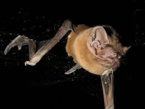 Eine große Fledermaus mit Sperlingsfeder und Blut im Maul. 