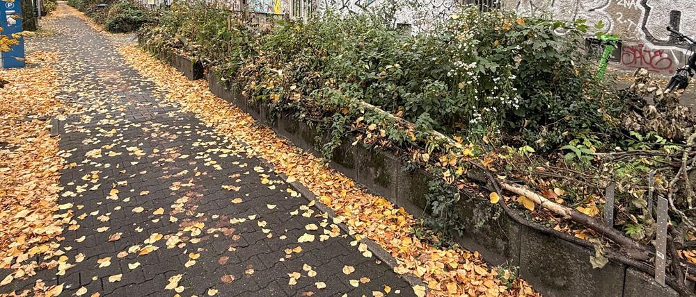 Selbstgemachte Abwehr gegen Kreuzberger Junkies: Der „natürliche Zaun“ in der Wiener Straße.