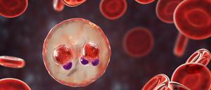 Ein rotes Blutkörperchen, vom Malariaerreger infiziert.