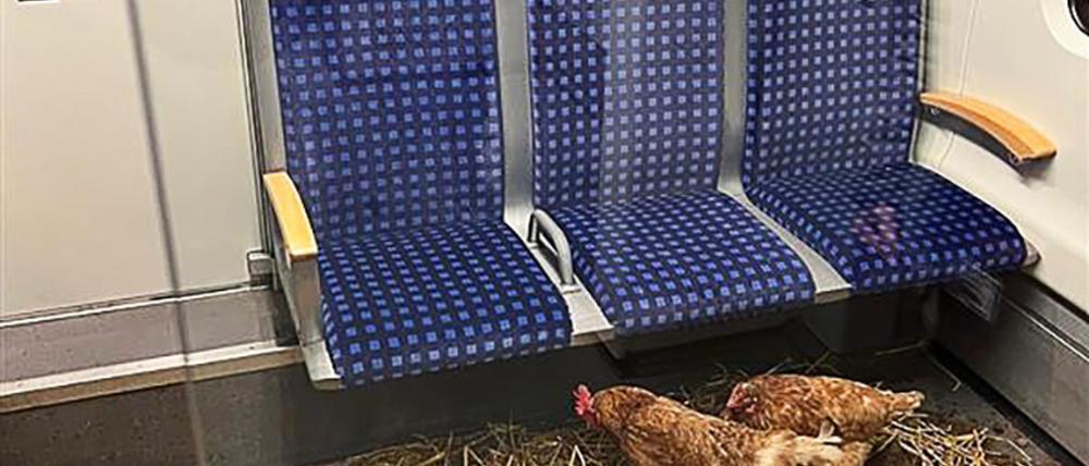 „Die Eier sind 1. Klasse“, schrieb die Deutsche Bahn auf Instagram zu den zurückgelassenen Hühnern.
