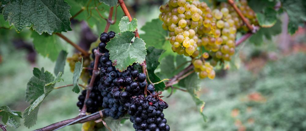 Die Weinernte fällt geringer aus als zu Beginn erwartet. (Archivbild)
