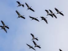 Vogelzug über Deutschland: Mehr als 100.000 Kraniche unterwegs