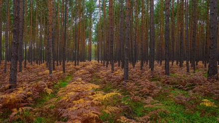 In den nächsten Tagen bleibt es trüb und wechselhaft. (Symbolbild)
