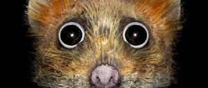 DOOM SNOOZERS
Spreepark Art Space, Matthias Böhler & Christian Orendt