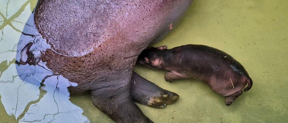„Mutter Nala lässt ihren kleinen Bullen regelmäßig trinken, das ist ein überaus erfreuliches Zeichen für uns“, sagte Zoo- und Tierparkdirektor Andreas Knieriem.
