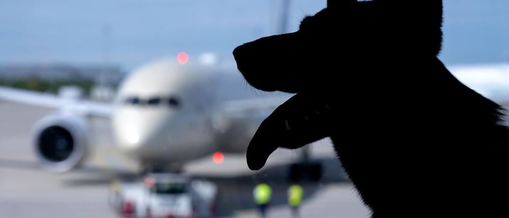 Der Europäische Gerichtshof urteilte zum Schadenersatz wegen eines verlorenen Haustiers auf einer Flugreise. (Symbolbild)