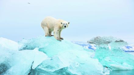 The natural habitat of polar bears is seriously threatened by climate change.