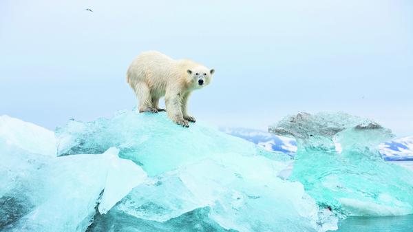 Der natürliche Lebensraum von Eisbären ist durch den Klimawandel stark bedroht.