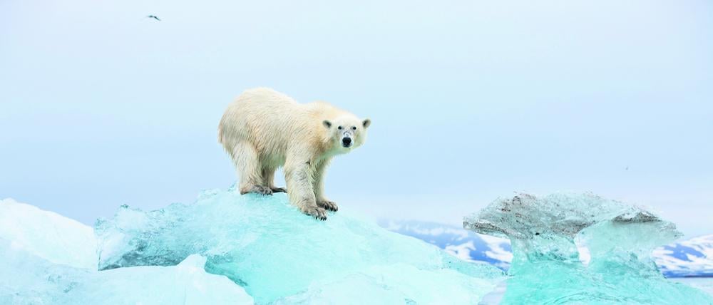 Der natürliche Lebensraum von Eisbären ist durch den Klimawandel stark bedroht.
