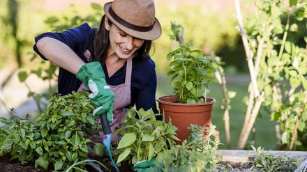 Frau bei Gartenarbeit am Hochbeet, Deutschland, Europa *** Woman doing gardening on a raised bed, Germany, Europe Copyright: imageBROKER/MichaelaxBegsteiger ibxbeg05786545.jpg  Bitte beachten Sie die gesetzlichen Bestimmungen des deutschen Urheberrechtes hinsichtlich der Namensnennung des Fotografen im direkten Umfeld der Veröffentlichung!