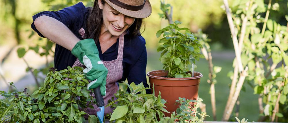 Frau bei Gartenarbeit am Hochbeet, Deutschland, Europa *** Woman doing gardening on a raised bed, Germany, Europe Copyright: imageBROKER/MichaelaxBegsteiger ibxbeg05786545.jpg Bitte beachten Sie die gesetzlichen Bestimmungen des deutschen Urheberrechtes hinsichtlich der Namensnennung des Fotografen im direkten Umfeld der Veröffentlichung!