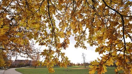 Herbst im Volkspark.