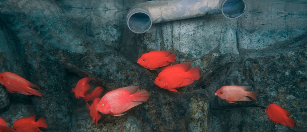 Alles fürs Aquarium. Die Jinan Quancheng Ocean and Polar World in der chinesischen Provinz Shandong, Bei den Sony World Photography Awards preisgekrönte Aufnahme des britischen Fotografen Zed Nelson.