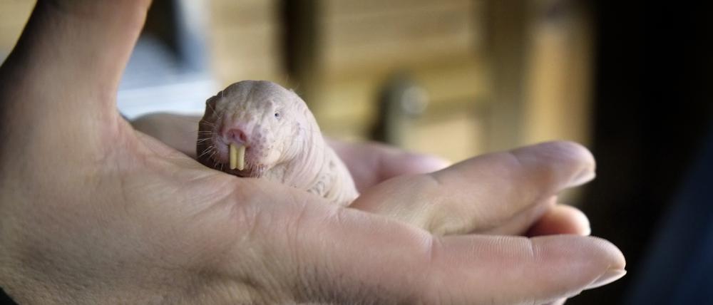 Nacktmulle sind dem Menschen näher als Mäuse.