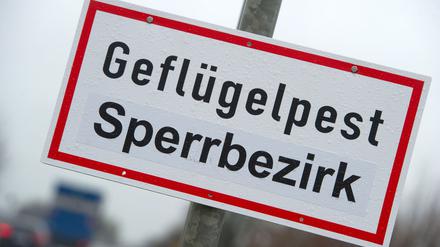 Die Gefahr steigt: Es gibt neue Geflügelpest-Fälle in Brandenburg und im benachbarten Mecklenburg-Vorpommern. 