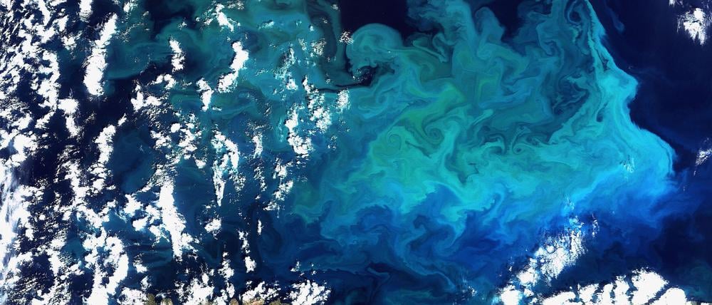 Plankton, aufgenommen vom Satelliten Envisat am 20.08.2009 im Norden Europas(Archivfoto)