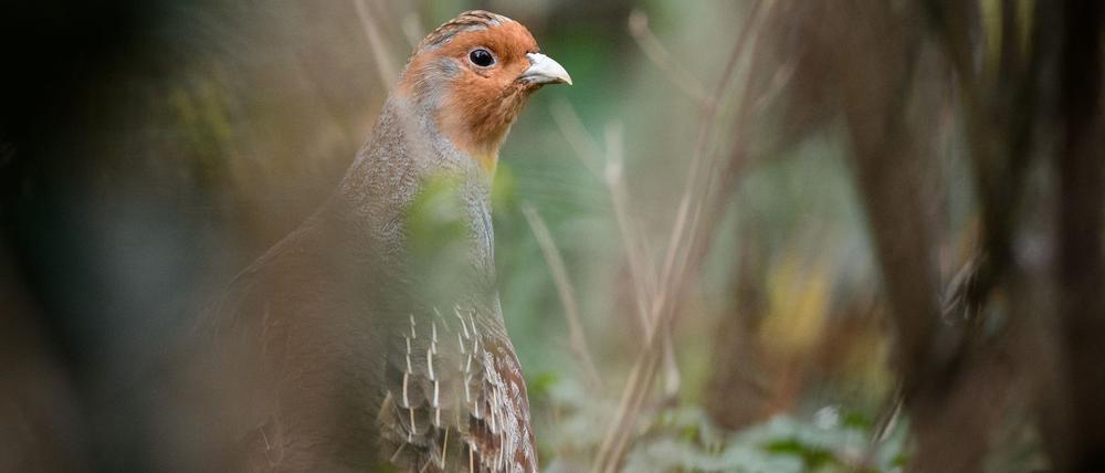 Ein Rebhuhn im Gehege des Zoologischen Gartens Wilhelma