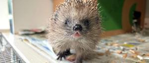 Die Auffangstation für Igel in Berlin-Hermsdorf ist auch in diesem Jahr überfüllt.