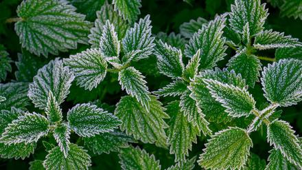 In Berlin und Brandenburg droht in der Nacht auf Sonntag verbreitet Frost. (Archivbild)