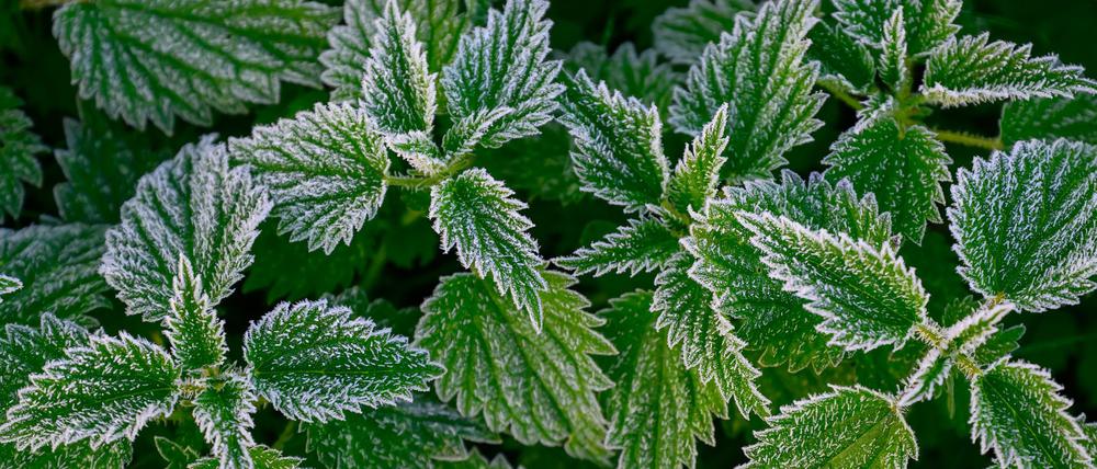 In Berlin und Brandenburg droht in der Nacht auf Sonntag verbreitet Frost. (Archivbild)