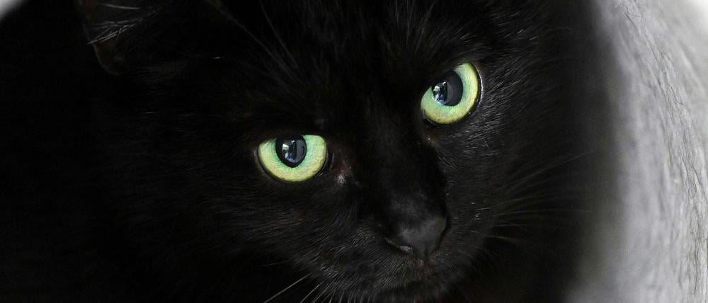 Bis zum 1. November dürfen im städtischen Tierheim der katalanischen Gemeinde keine schwarzen Katzen vermittelt werden. (Symbolbild)