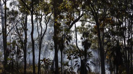 Forscher der Australian National University zeigen: Teile der Regenwälder geben inzwischen mehr Kohlenstoff ab, als sie speichern. 