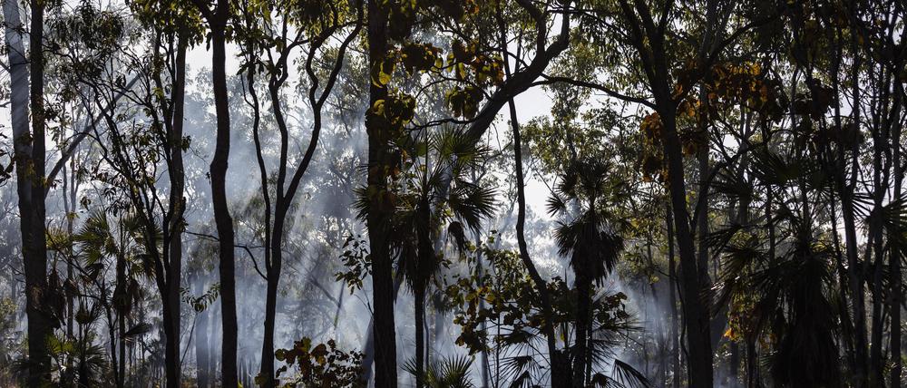 Forscher der Australian National University zeigen: Teile der Regenwälder geben inzwischen mehr Kohlenstoff ab, als sie speichern.