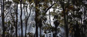 Forscher der Australian National University zeigen: Teile der Regenwälder geben inzwischen mehr Kohlenstoff ab, als sie speichern. 