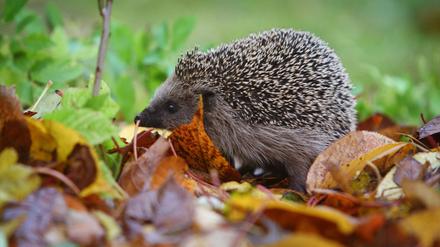 Ein Igel läuft durch einen Garten. Penibel gepflegte Gärten ohne Gestrüpp, Reisighaufen oder unaufgeräumte Ecken machen Igeln das Leben schwer.