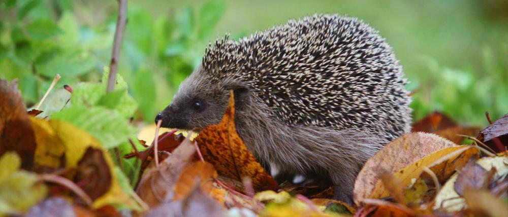 Ein Igel läuft durch einen Garten. Penibel gepflegte Gärten ohne Gestrüpp, Reisighaufen oder unaufgeräumte Ecken machen Igeln das Leben schwer.