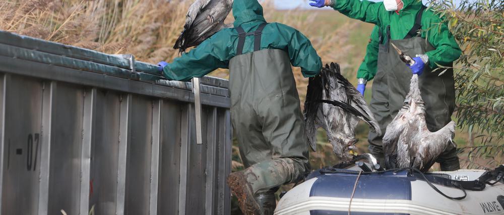 In Ostdeutschland werden derzeit vermehrt tote Kraniche gefunden. Sie sind Opfer der gefürchteten Vogelgrippe geworden. (Archivbild)