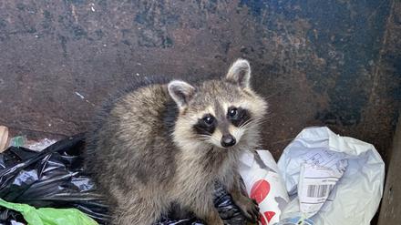 Found this little trash bandit in the dumpster! Scared me at first with a quick growl but quickly realized what it was and started taking picture of the little raccoon. Poor guy was stuck and a bystander got a log and put it in the trash to help coon out. Critter climbed out and ran off into the woods... but not before I capture some photos and videos.   xkwx raccoon Procyon lotor common racoon coon ringtail trapped dumpster trash bandit thief forager scrounge scrounger hunter freeloader collector junk dealer dustbin trash can trashcan circular file garbage pail trash basket waste basket wastebin
