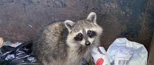 Found this little trash bandit in the dumpster! Scared me at first with a quick growl but quickly realized what it was and started taking picture of the little raccoon. Poor guy was stuck and a bystander got a log and put it in the trash to help coon out. Critter climbed out and ran off into the woods... but not before I capture some photos and videos.   xkwx raccoon Procyon lotor common racoon coon ringtail trapped dumpster trash bandit thief forager scrounge scrounger hunter freeloader collector junk dealer dustbin trash can trashcan circular file garbage pail trash basket waste basket wastebin