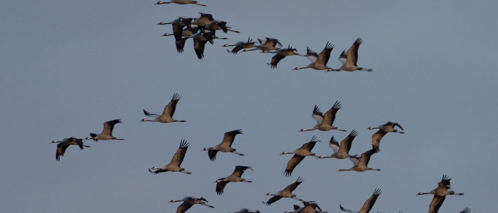 An den Linumer Teichen rasten jedes Jahr tausende Kraniche. Einige hundert Vögel starben nach dem Ausbruch der für Tiere hoch ansteckenden Geflügelpest. (Archivbild)