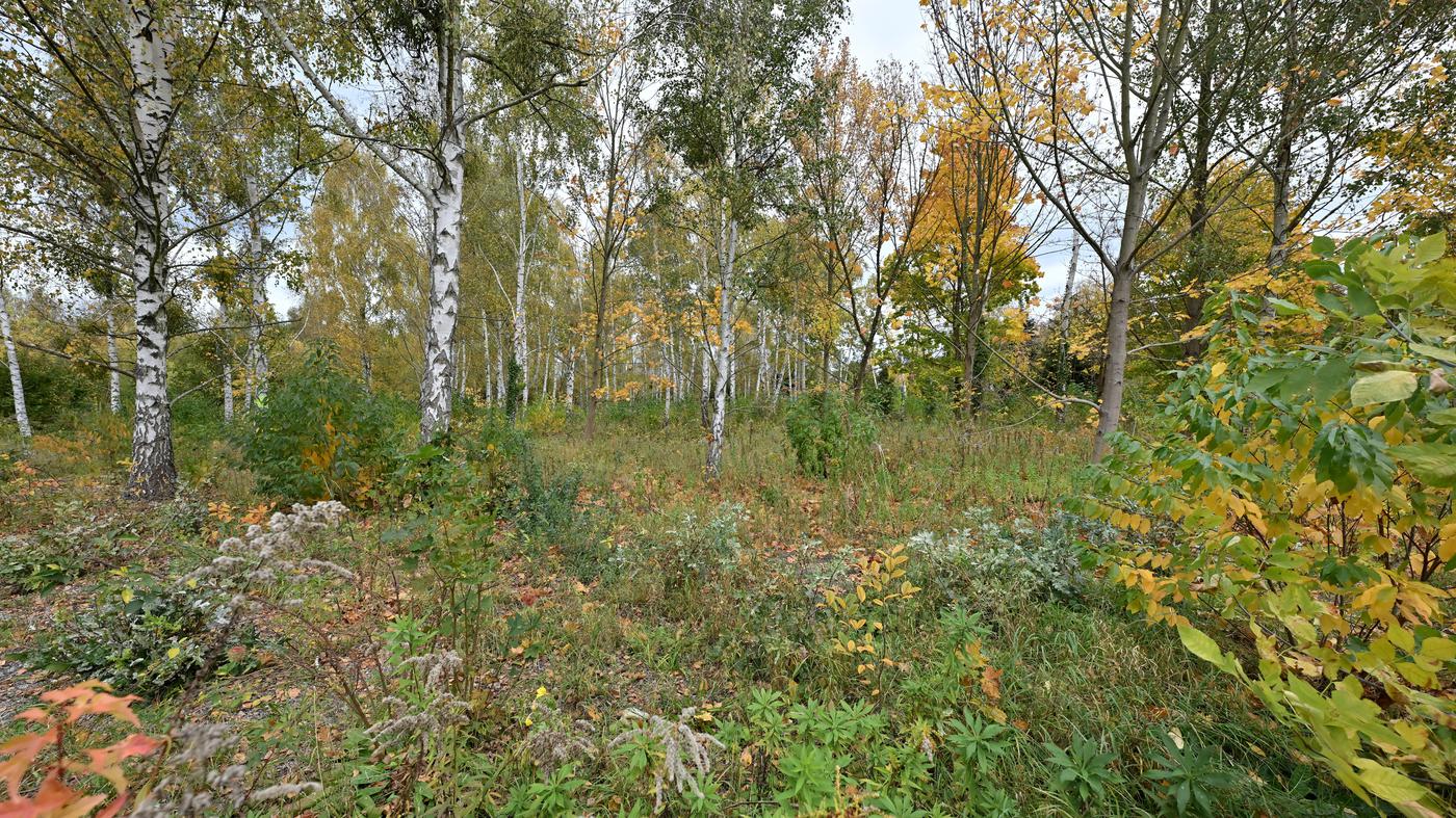 Neue-Gartenanlage-in-Bornim-Firma-vermietet-ab-M-rz-30-Parzellen