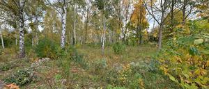 Noch ist das Gelände an der Amundsenstraße wild überwuchert, ab März sollen hier Radieschen und Salat wachsen.