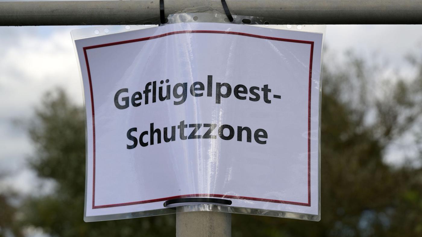 Brandenburg-chzt-unter-der-Vogelgrippe-In-Linum-sterben-Tausend-Kraniche-auf-dem-Weg-ins-Winterquartier