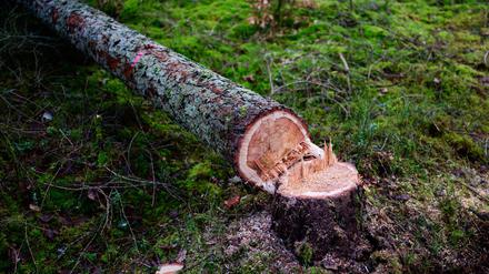 Manche würden die EU-Entwaldungsverordnung gerne zum Fallen bringen. (Symbolbild)