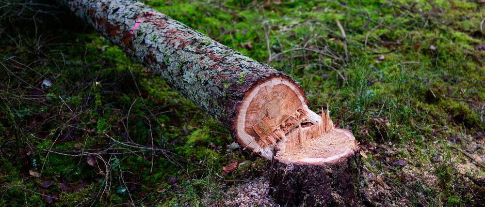 Manche würden die EU-Entwaldungsverordnung gerne zum Fallen bringen. (Symbolbild)