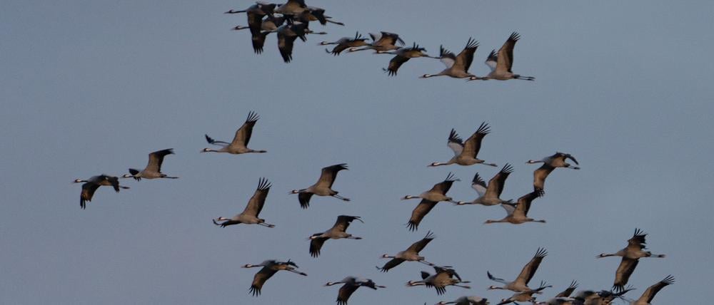Kraniche fliegen in Linum zu ihren Schlafplätzen.
