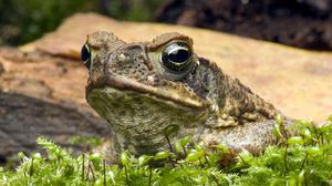 Eine Agakröte (Rhinella marina), die in Australien eine invasive Art ist.